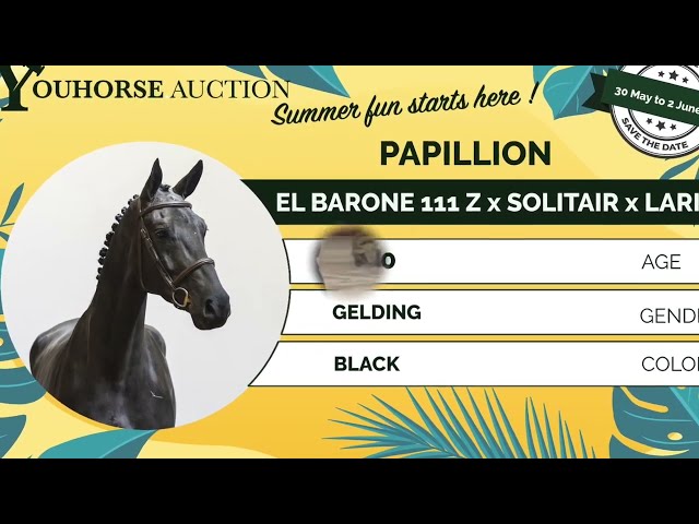 Papillion showvideo