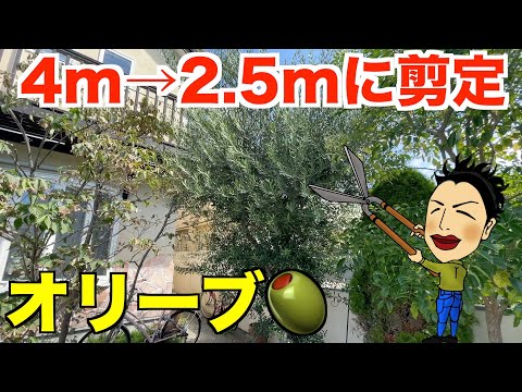 オリーブの木を剪定するときに避けるべき間違いは何ですか?期間は何ですか?またそれは何に依存しますか?  庭園