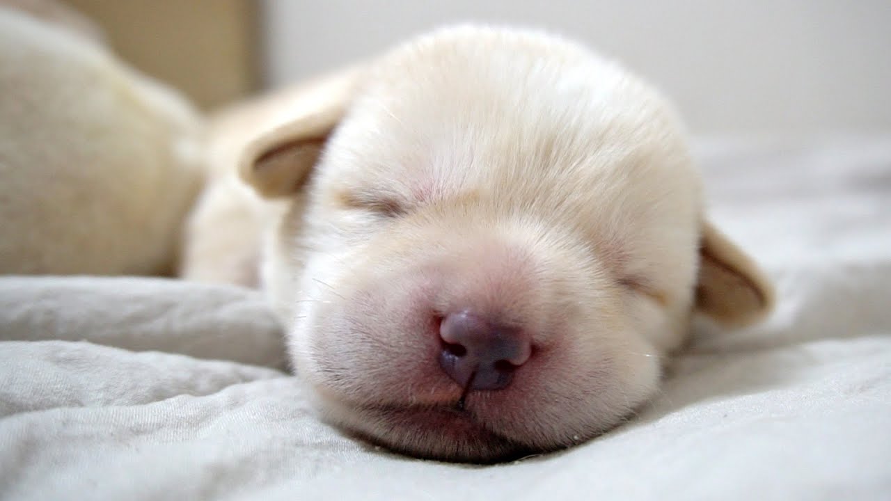 생후 1일된 아기 강아지의 하루