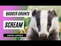 The Animal Sounds: Badger Grunts Scream 🦡 / Sound Effect / Animation