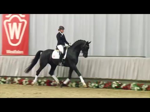 08 Sirus Black Hengst v. Sir Donnerhall - De Niro