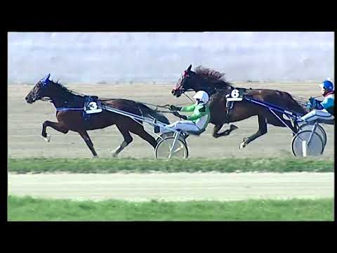 Napoli Trotto 13/02/2022 - 1ª corsa