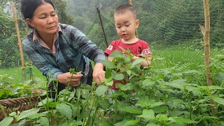 Harvest green vegetables to sell. Daily life of grandmother and grandchildren