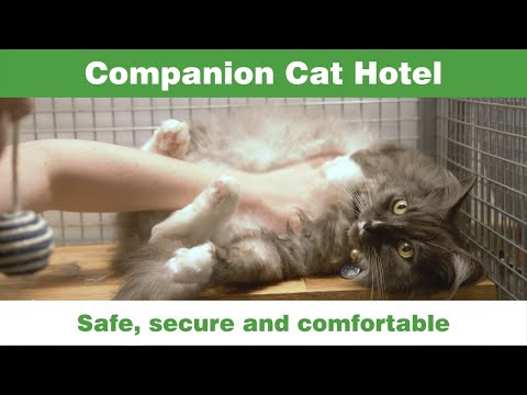 Companion Cat Hotel- Safe, secure and comfortable- Companion Animal Vets