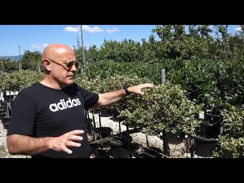 LIFE AgriSed - Cultivation trials protocol - Placing plants