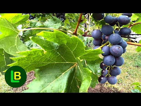 Ako jedete grožđe mesec dana, neverovatne promene će se desiti u vašem organizmu