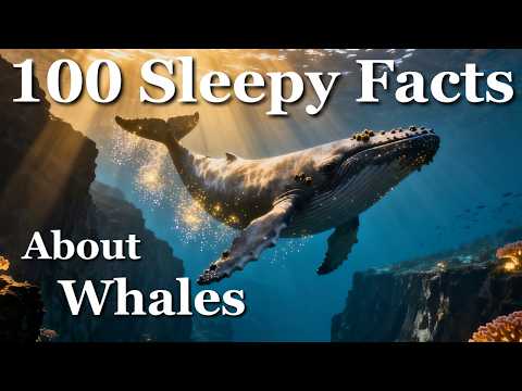 The Most Relaxing Facts About Whales to Fall Asleep to