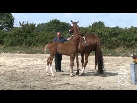 SL002 Hengstfohlen von Crumble   Barnaul xx   Carthago