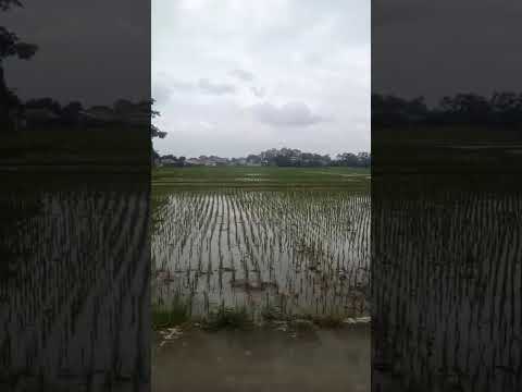 Tanam Padi Serentak 3 Hektar Gotong Royong Petani Indonesia