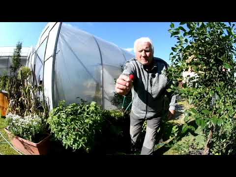 č. 229. Malinojahoda