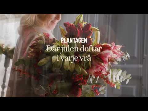 Skapa julkänsla med julens blommor