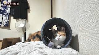 三毛猫フミちゃん  LIVE配信    2026年9月20日　calico cat　(LIVE stream)