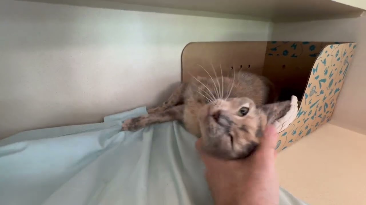 Enlarge Callista, a Adopted Domestic Short Hair in Eatontown, NJ video 2/6
