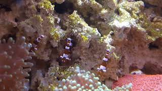 thor amboinensis mate guarding