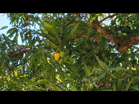 Região de Iracemápolis Interior de São Paulo 