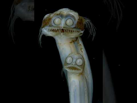 They look like aliens. But they're real.