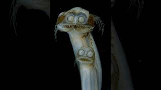 They look like aliens. But they're real.