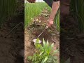 Small New Weeding Tool Satisfying Shot