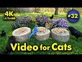 4K TV For Cats Pleasantly Purple Flowers Bird And Squirrel Watching Video 32