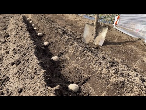 2023年はどのジャガイモを選ぶべきか