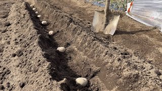 ジャガイモ栽培【植え方】家庭菜園でも簡単にできる植え方講座　22/2/23