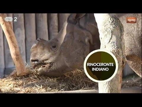 Animais: Rinoceronte indiano | Zig Zag