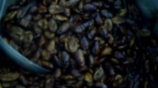 preview picture of video 'KOREA Food. Beondegi(번데기): steamed silkworm chrysalis'