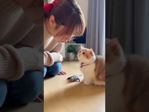 主「夜中にどたどたしてたでしょ？」猫「ウンッ」　#shorts