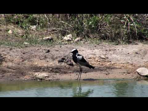 Djuma: Blacksmith Lapwing parent and chick at the pan - 13:38 - 11/21/18