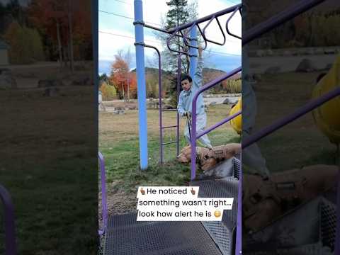 This kid was very lucky to have this dog… he protected him with his life! #shorts #dogtraining ￼