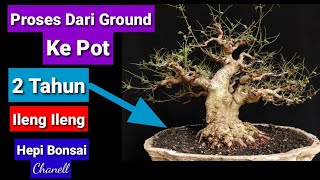 Download lagu Proses Pengangkatan Bonsai Dari Ground Ke Pot mp3
