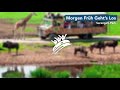 Morgen Früh Geht S Los Serengeti Park Theme Park Music