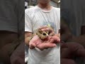 フクロモモンガ （国内CB）販売｜東京都大田区のエキゾチックアニマル専門店ピュア☆アニマルのYouTubeサムネイル画像