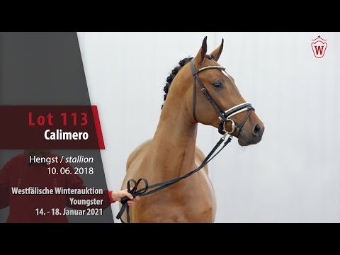 Winterauktion Youngster Lot 113 Calimero Hengst v. Comme il faut NRW -   Diamant de Semilly