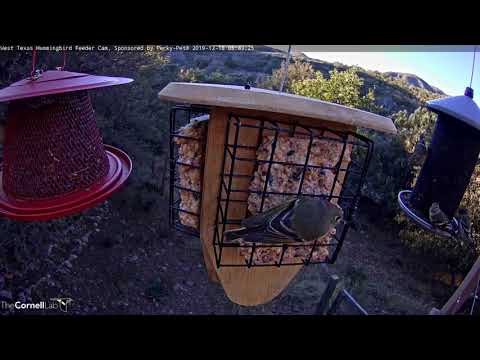 Sneaky Look At Male Kinglet's Ruby Crown – Dec. 18, 2019