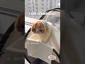 Fan Made Dusty ️Dubs Cat Compilation Part 1 Of 3 Shorts
