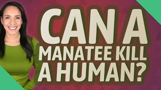 Can a manatee kill a human