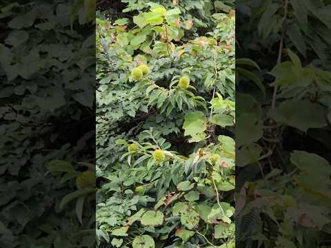 木やペレットの灰を嫌う植物は何ですか?  庭園