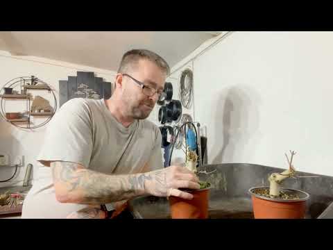 Repotting Field Maple Air Layers for Bonsai (2023)
