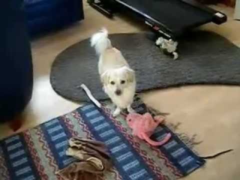 Ester leker men avbryts av att Cesar (mannen som talar med hundar) är på TV