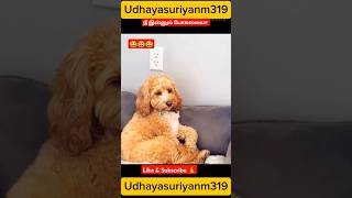 Download lagu dog mindvoice 😂#cat #dog #shortsfeed #funny #funnyanimals #comedy mp3