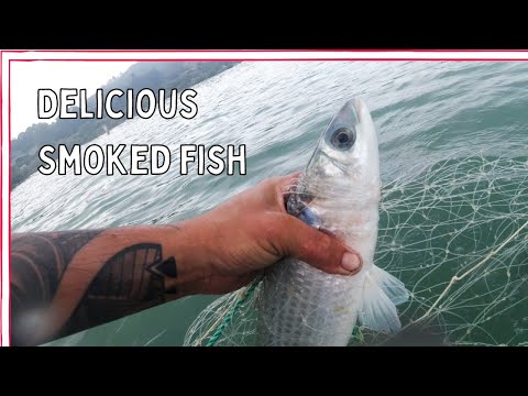 Netting Big Grey Mullet for the Smoker