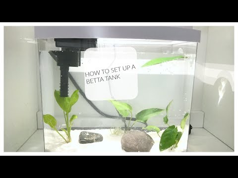 How to set up a betta fish tank :)