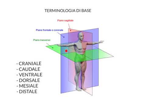 ANATOMIA - LEZIONE PRELIMINARE 2 - TERMINOLOGIA BASE