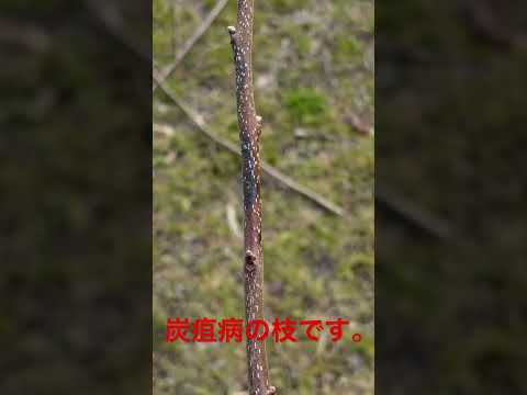 木 4月に剪定してはいけない植物 5月 ニレの真菌性疾患