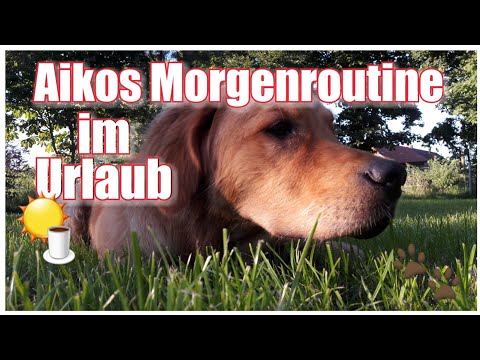 AIKOS MORGENROUTINE im Urlaub