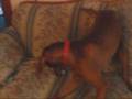 Rodney The Vizsla Never Worries