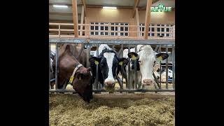 Startphasenfütterung Milchkühe