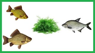 Укропный ароматизатор для рыбалки своими руками