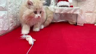 スコティッシュフォールドの動画01